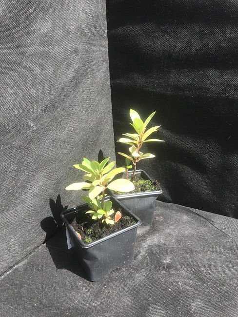 Рододендрон Гаага 1 шт Р9